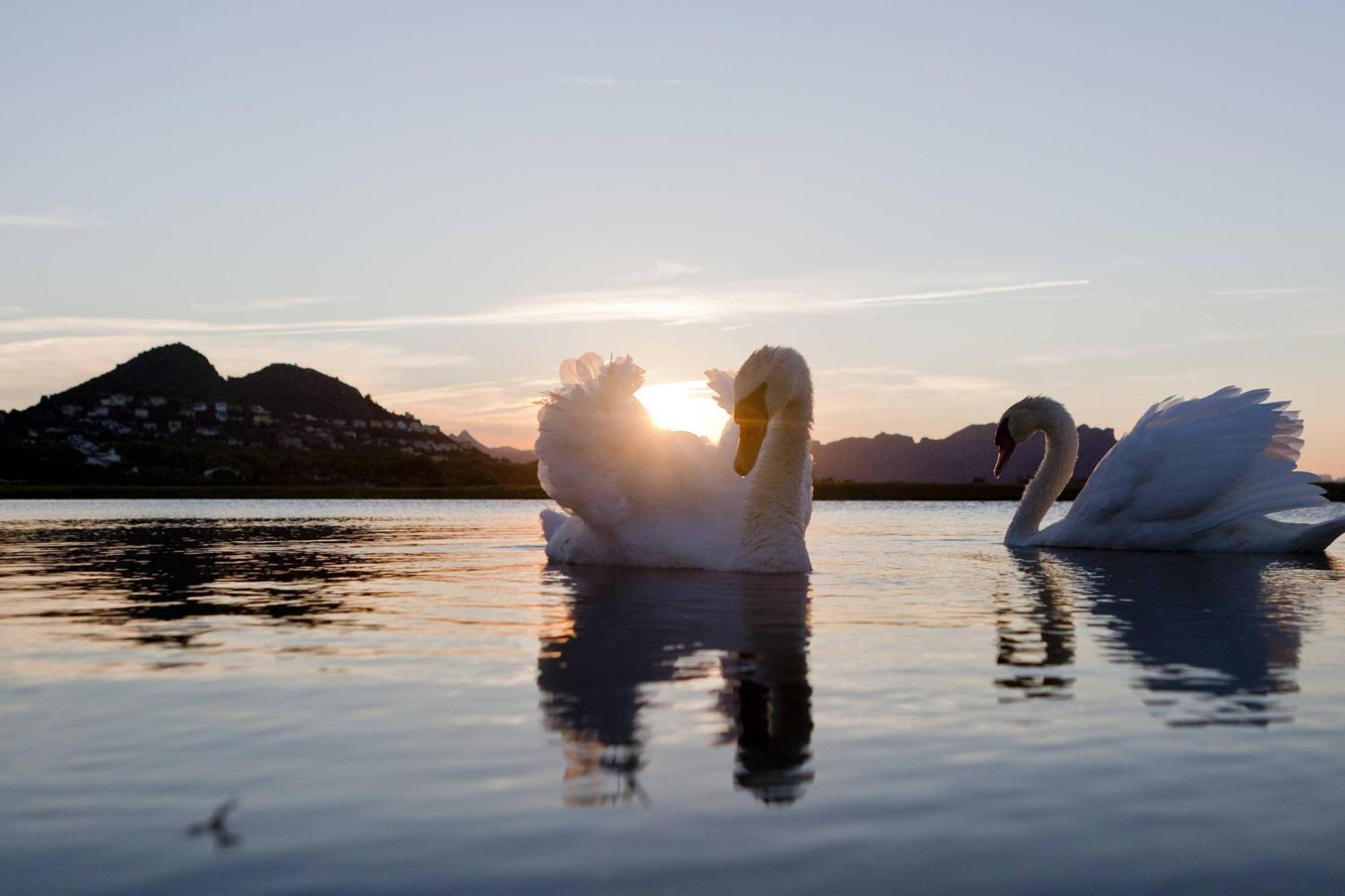 Denia Marriott La Sella Golf Resort & Spa Bagian luar foto Mute swans on the lake